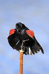 红翅黑鸟雄性