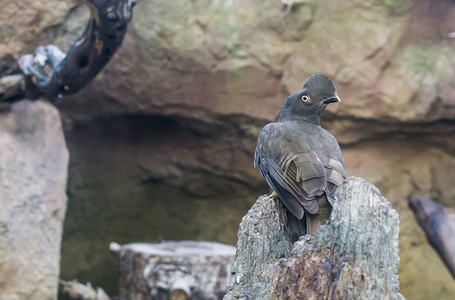 岩石上的雌性圭亚那公鸡坐在岩石上，来自圭亚那的有冠热带鸟