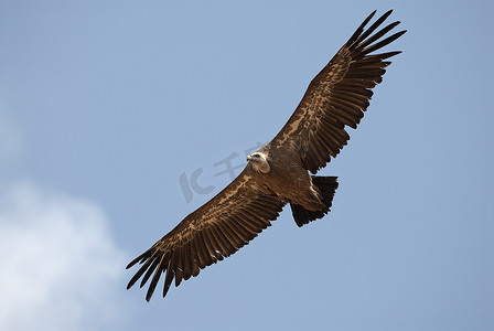 格里芬秃鹰 (Gyps fulvus) 在中央、云层和蓝色中飞行