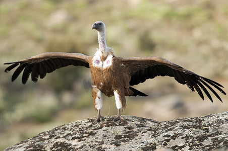 格里芬秃鹰 (Gyps fulvus) 张开翅膀，飞行的清道夫