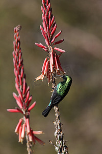 马里科太阳鸟 (Cinnyris mariquensis) - 纳米比亚