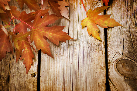 木制背景下的秋叶。有复制空间
