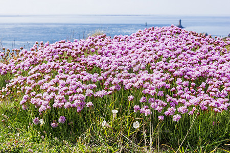 Cape Ra (Pointe du Raz) 的野花田，最西端的 Fr