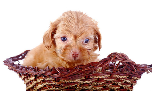 装饰小狗的一只红色小狗的画像在一个 wattled 篮子里。