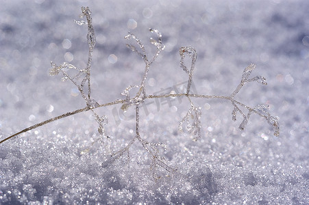 雪中​​小树枝上结冰，霜