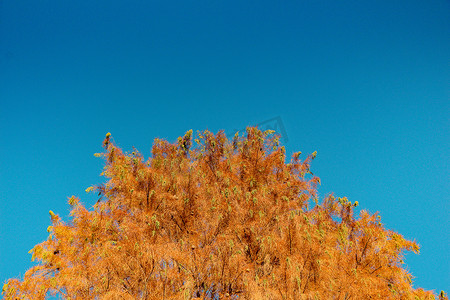 树枝状水系摄影照片_顶视图树叶与植物园中生长的树枝