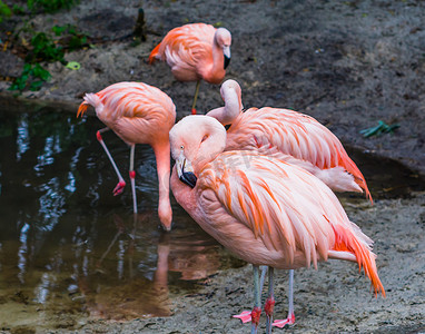粉红色的智利火烈鸟与背景中的鸟类家族特写，来自美国的热带和色彩缤纷的鸟类
