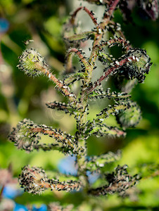 一群飞蚁聚集在一株花卉植物上