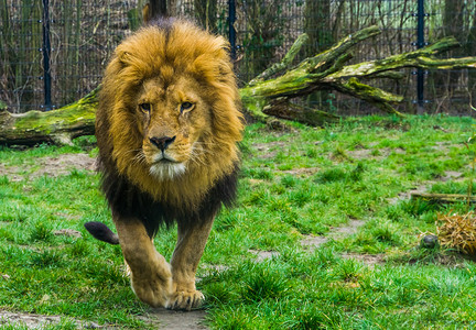 一头雄狮走向镜头的特写，受欢迎的动物园动物，来自非洲的脆弱动物