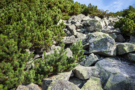 高塔特拉山坡上的石头和小松树
