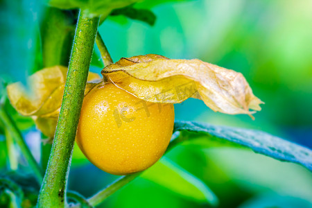 cape摄影照片_特写 Cape Gooseberry 在有机远的树上被剥落