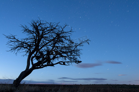 夜景，橡树，星星，云，剪影