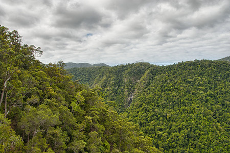 昆士兰州凯恩斯和库兰达之间的雨林植被 -