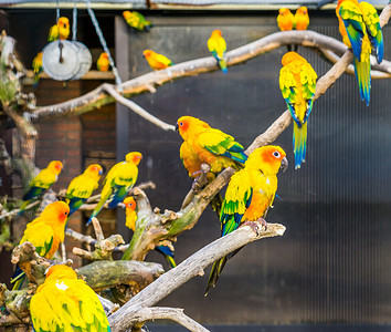养鸟、坐在鸟舍树枝上的彩色太阳长尾小鹦鹉、来自美国的流行宠物、濒危鸟类