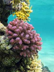 珊瑚礁与紫罗兰色硬珊瑚 poccillopora 在热带海底的蓝色水背景