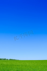 重阳节背景横版摄影照片_绿色麦田和蓝天。