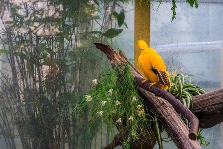 雄性圭亚那公鸡坐在鸟舍的树枝上，来自圭亚那的热带和彩色凤头鸟