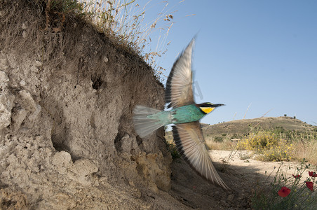 欧洲食蜂鸟 (Merops apiaster)，飞出巢穴