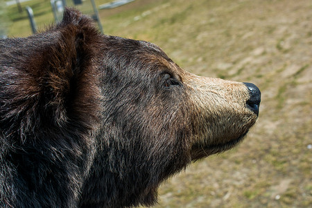肉方摄影照片_作为野生动物的填充大黑熊头