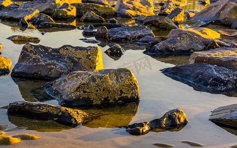 大型场景摄影照片_被海藻覆盖的岩石的宁静自然背景，躺在沙滩上的一滩水里