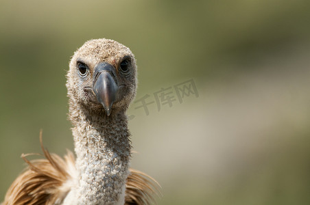 格里芬秃鹰 (Gyps fulvus) 特写、眼睛和喙