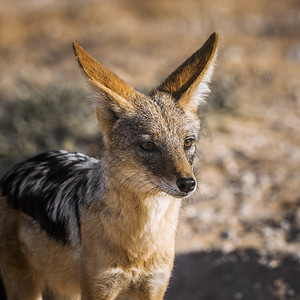 南非 Kgalagadi 跨境公园的黑背豺