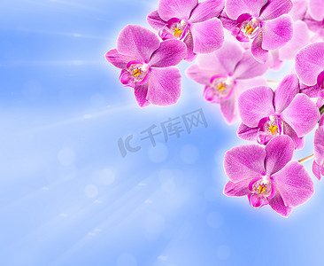 抽象模糊背景上的粉色兰花