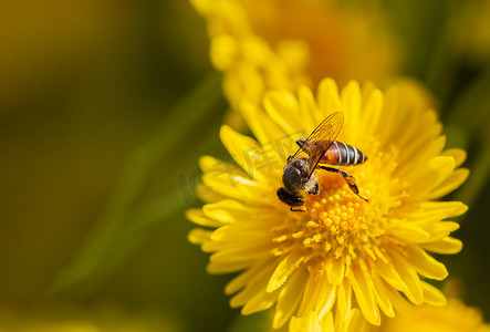 特写蜜蜂吮吸黄色菊花中的花粉和