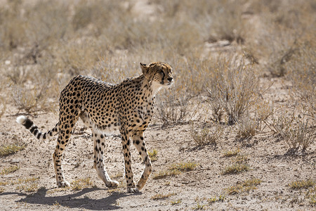 跨境人民币摄影照片_南非 Kgalagadi 跨境公园的猎豹