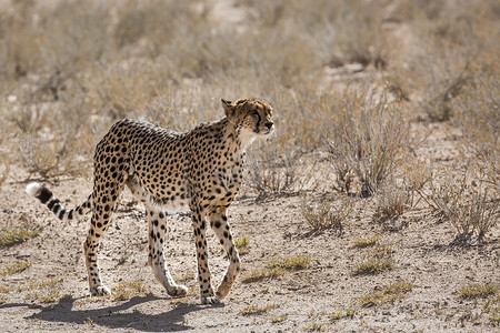 南非 Kgalagadi 跨境公园的猎豹