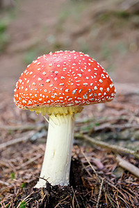 蘑菇俗称飞木耳或飞鹅膏菌