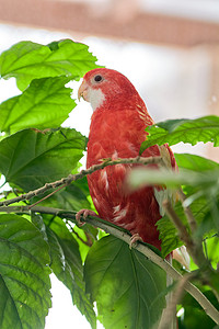 Rosella 鹦鹉色红宝石坐在月季的树枝上。