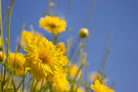 种菊花摄影照片_蓝天背景中的黄色菊花田在有机