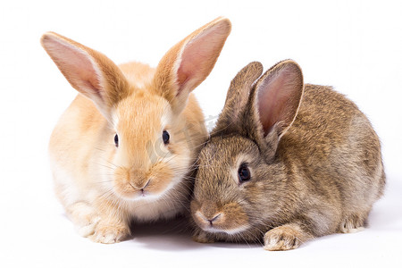 两只蓬松的小红兔，隔离