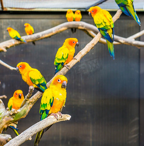 养鸟、坐在鸟舍树枝上的太阳鹦鹉、色彩缤纷的热带小鹦鹉、来自美国的濒危鸟类