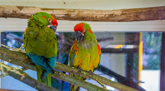 两只红额金刚鹦鹉坐在树枝上，来自玻利维亚的热带和极度濒危鸟类