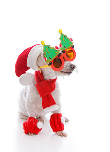 Happy dog at Christmas 戴着滑稽的眼镜圣诞帽和 cos