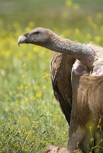 格里芬秃鹰 (Gyps fulvus) 特写、眼睛和喙