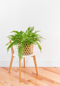 时尚椅子上篮子里的绿色蕨类植物