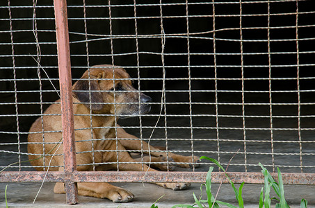 可怜的狗被锁在笼子里
