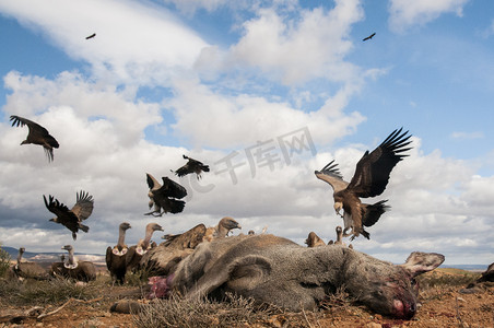 格里芬秃鹰、Gyps fulvus、飞行中的大型猛禽和