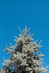 十二月花卉摄影照片_花园中一棵树的一部分