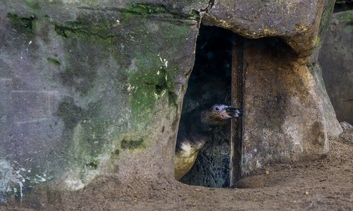 洪堡企鹅从他的洞穴里往外看，脸从鸟家偷偷溜出来，脆弱的动物物种