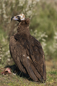 full摄影照片_Cinereous (Eurasian Black) 秃鹫 (Aegypius monachus), Full Len