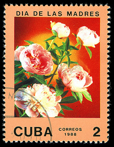 1988年摄影照片_古巴 — CIRCA 1988：1988 年左右在古巴印刷的邮票分为母亲节并展示玫瑰色