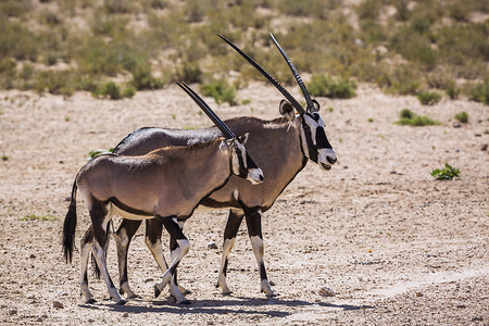 跨境黑五促销主图摄影照片_南非 Kgalagadi 跨境公园的南非大羚羊
