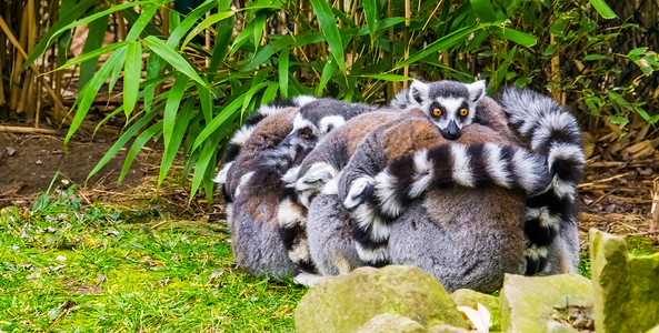 可爱有趣的动物行为，大群环尾狐猴互相拥抱