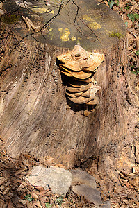 枫木摄影照片_长在死树边上的大扁平蘑菇