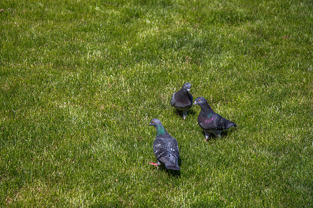 和平的白鸽摄影照片_城市公园绿色草坪上的鸽子