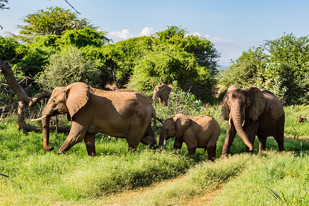在桑布鲁公园的大草原上成群结队的大象